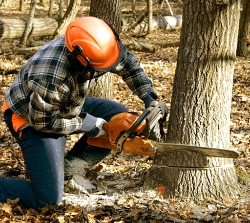 Tree Removal in Drummonds, TN